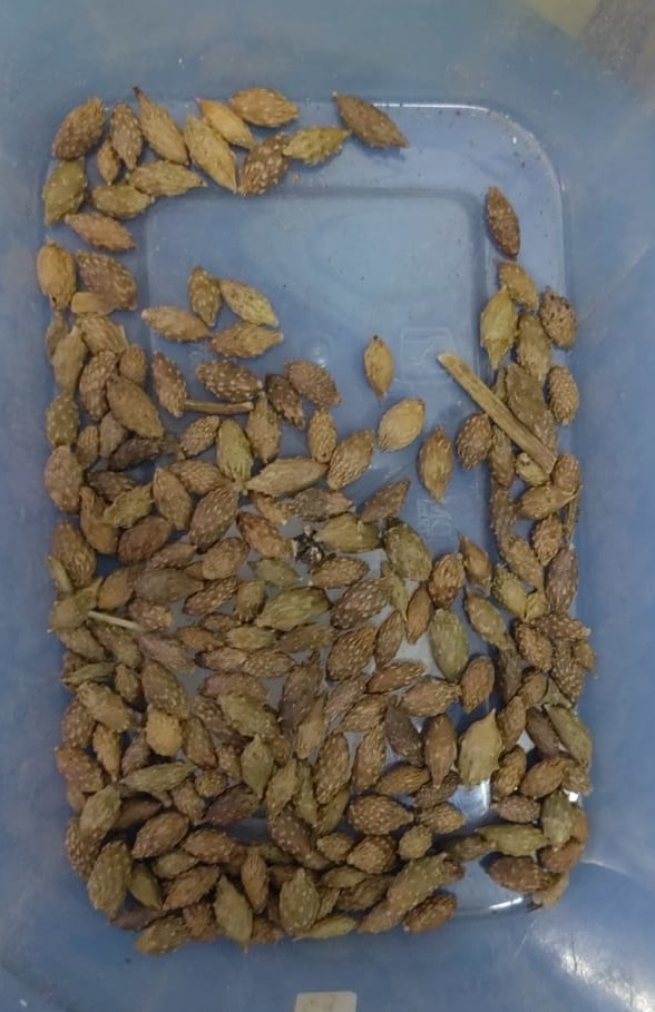 Cang Er Zi - Fructus Xanthii - Xanthium Fruit